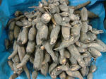 DSCF4562.jpg