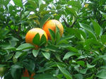 DSCF4565.jpg