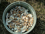 DSCF4667.jpg