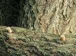 DSCF4669.jpg