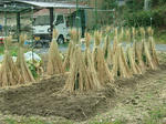 DSCF4689.jpg