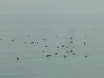 DSCF4705.jpg