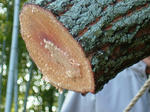 DSCF4664.jpg