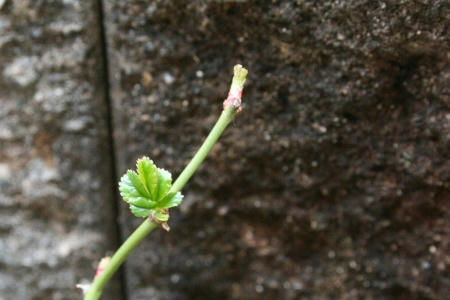 バラの新芽