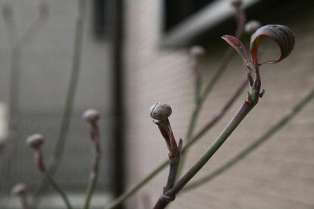 ハナミズキ花芽