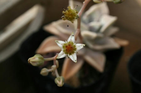朧月・花