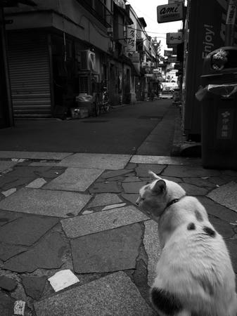 新宿の猫