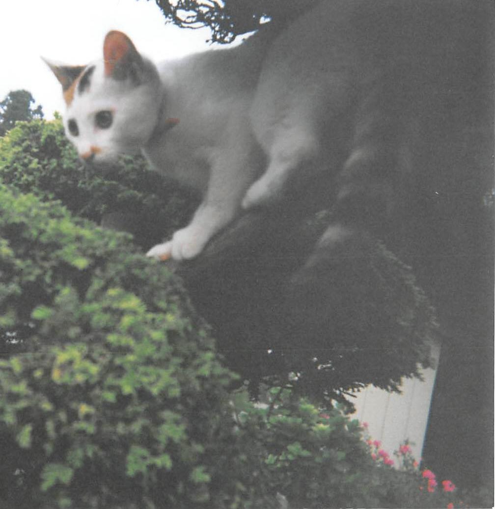 ぬこ3