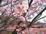 河津桜