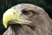 09fdcebb.png