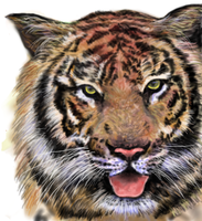 fba2396c.png