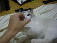 突っ張る