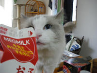 牛乳飲むの？