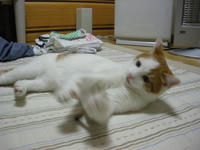 バシバシ