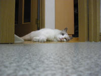 たれ猫