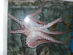 tako.JPG