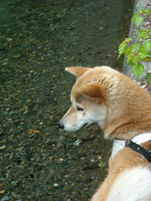 DSCN4245.jpg