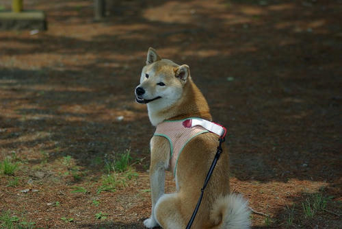 IMGP9632.jpg