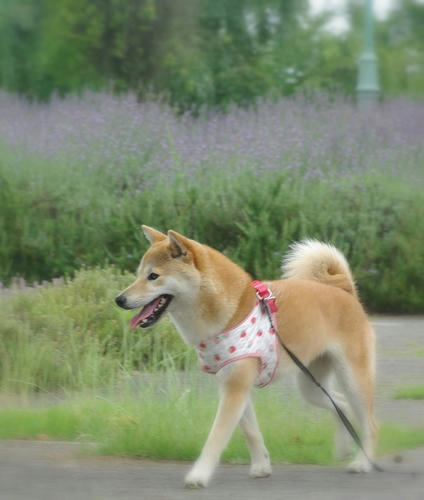IMGP9933.jpg