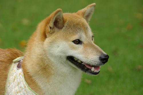 IMGP2403.jpg