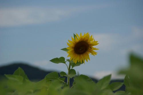 IMGP7984.jpg