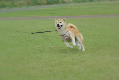 IMGP0727.jpg