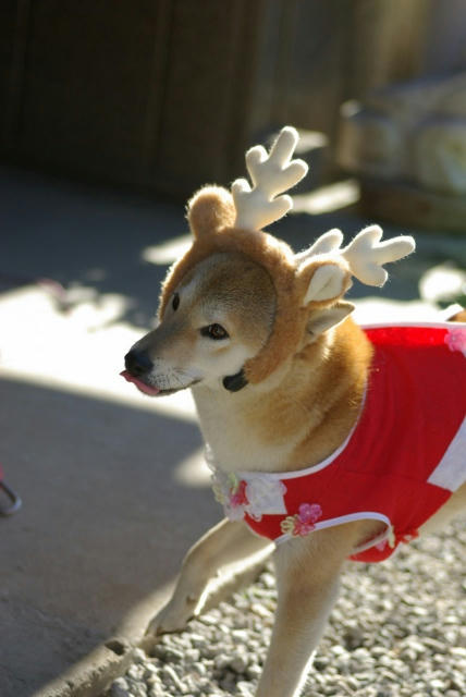 くるくるしっぽ のトナカイさん 柴犬サリー ワタシお山のお姫様
