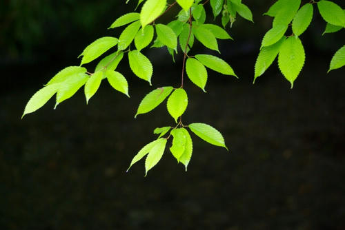 IMGP7974.jpg