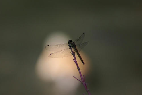 d91cf01c.jpg
