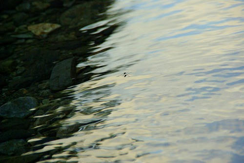 IMGP0958.jpg