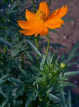 flowerorange.jpg