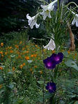 gardenoftheother.jpg