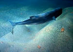 whale.jpg