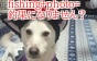 Camp＋fishing＝犬にはなりません？