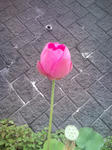 蓮の花