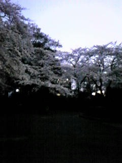 桜view