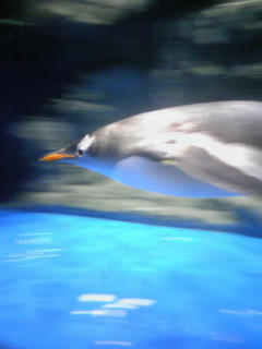 ペンギン