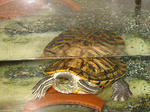 100-0030_IMG.JPG