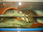 100-0031_IMG.JPG