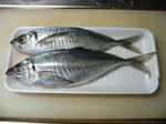 100-0093_IMG.JPG