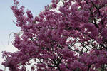 IMGP0427.JPG