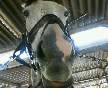 ウィンスベルト