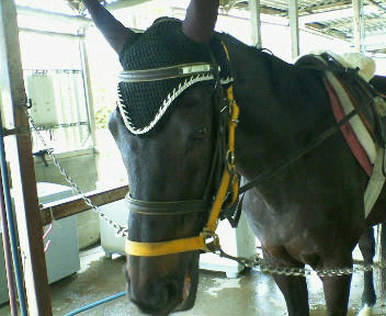 フリーダムソング