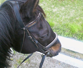 フリーダムソング2