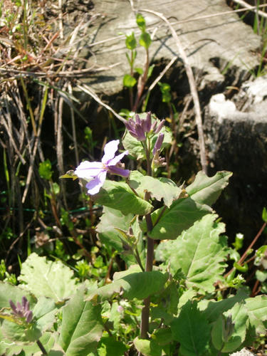 P4060041.JPG