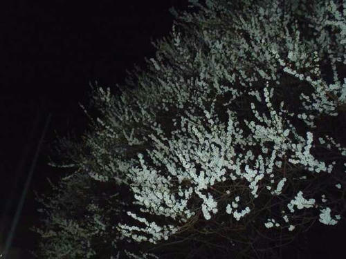 P3260003.JPG