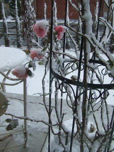 20090112.JPG