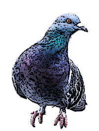 鳩のイラスト Webの素材屋 カラフル
