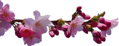 桜の花のイラストセット Webの素材屋 カラフル