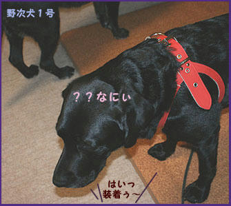 081112_4.jpg